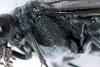 Dolerus haematodes